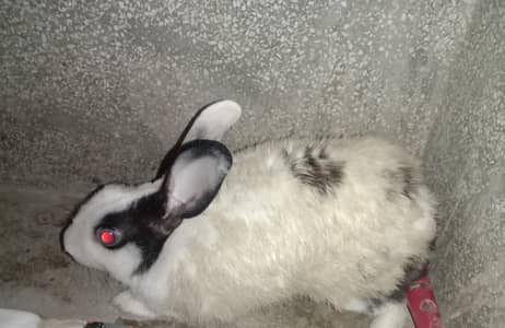 breeder pair for sale 03224186572