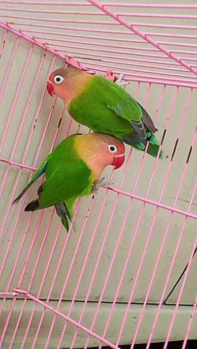 love birds