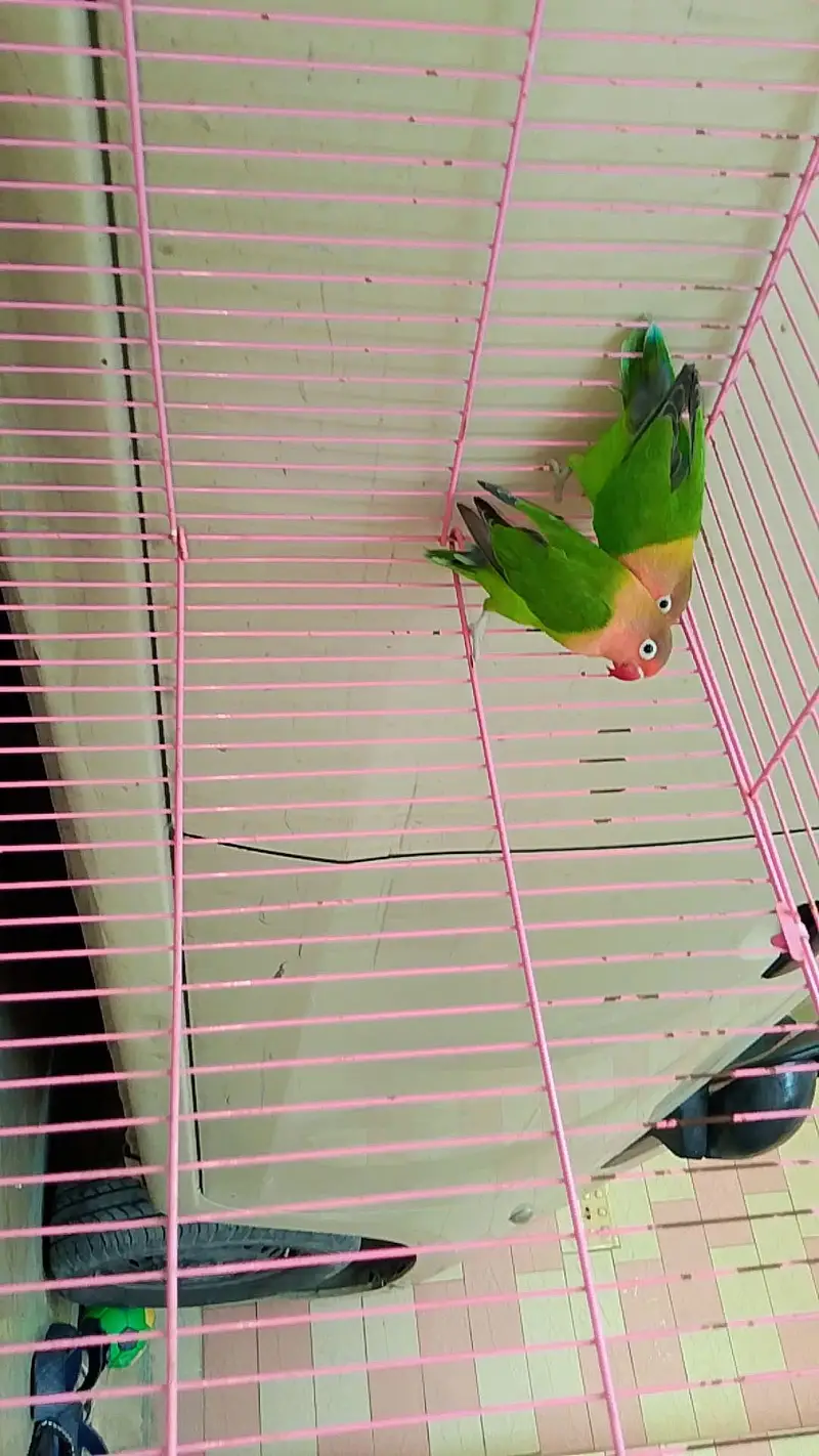 love birds — photo 2