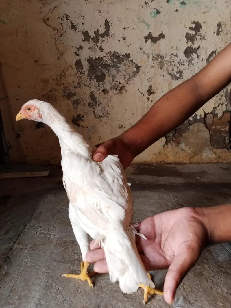 Heera Aseel Murghi — photo 2