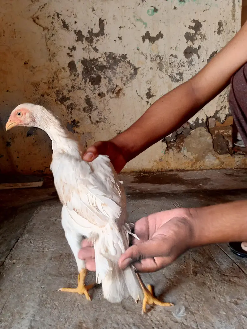 Heera Aseel Murghi — photo 3
