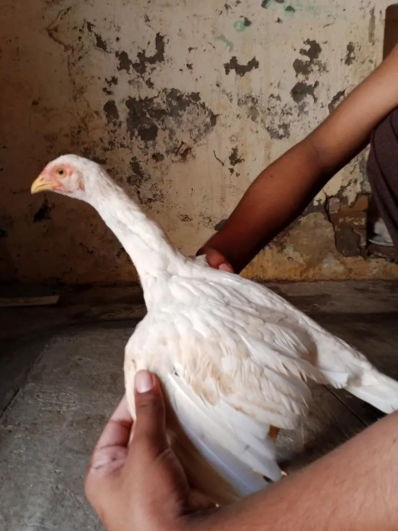 Heera Aseel Murghi — photo 5