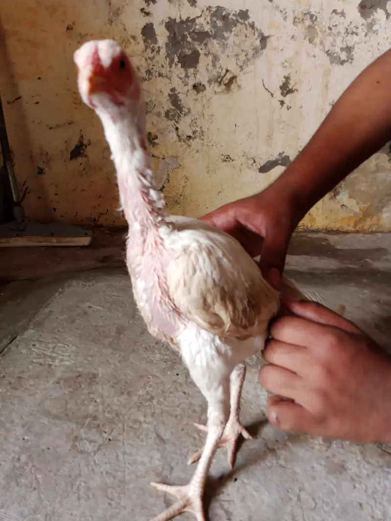 Heera Aseel Murghi — photo 7