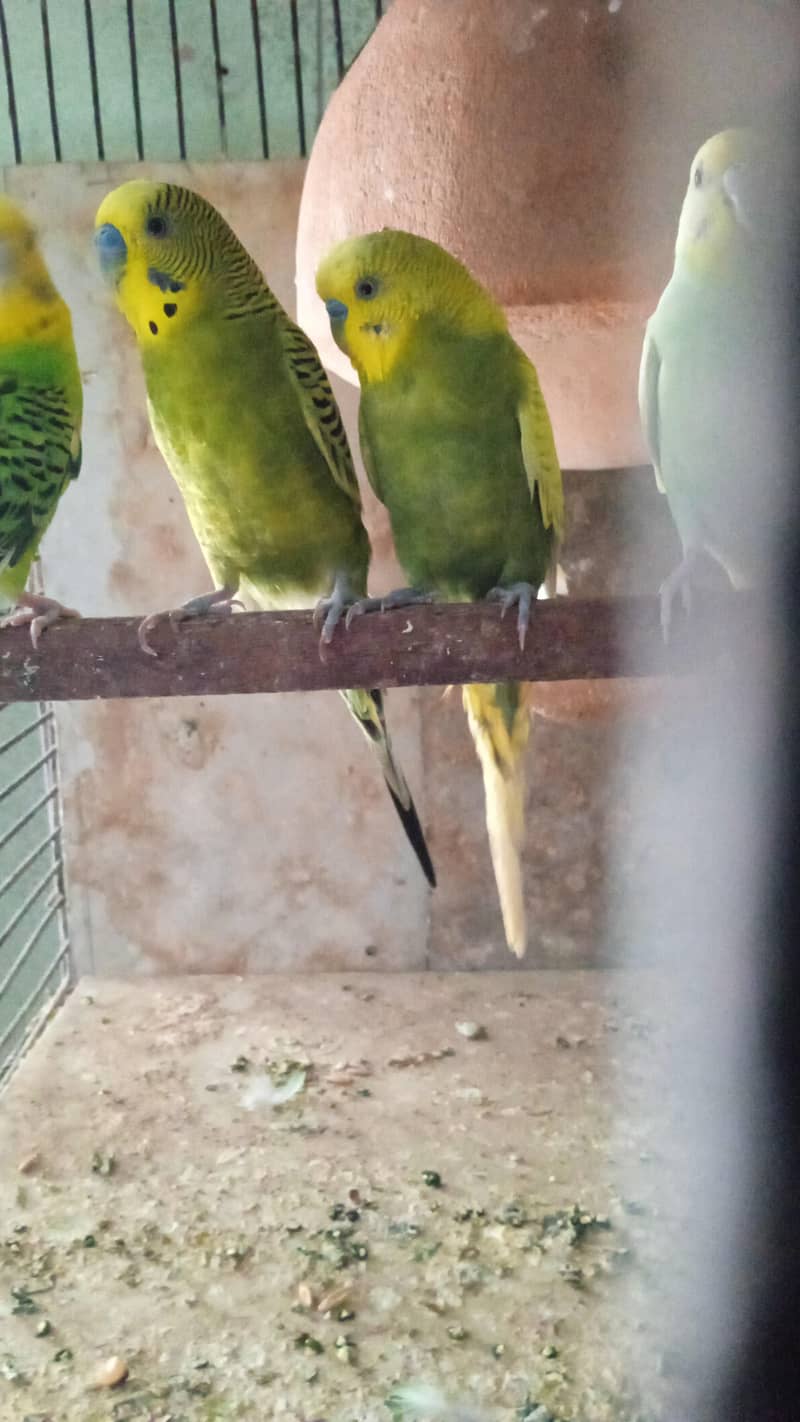 breeder pair hai 0