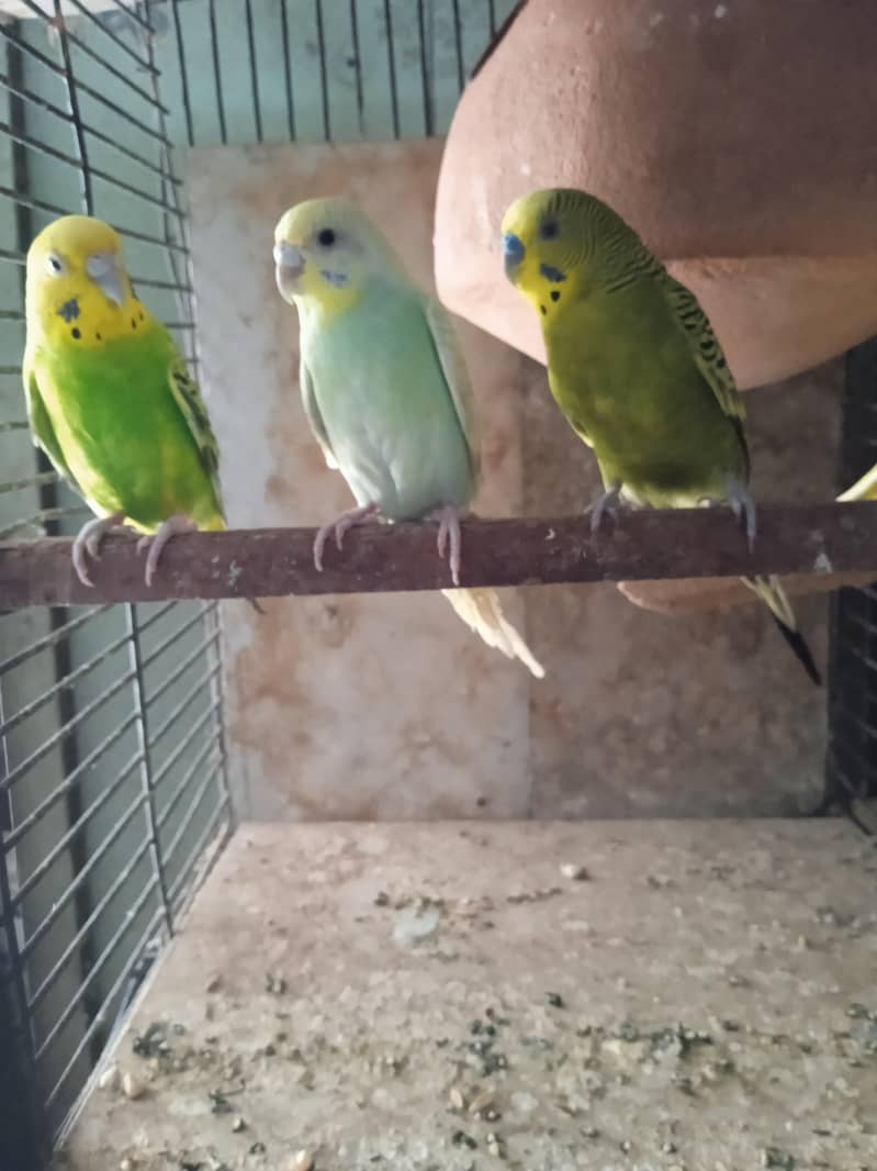 breeder pair hai 1
