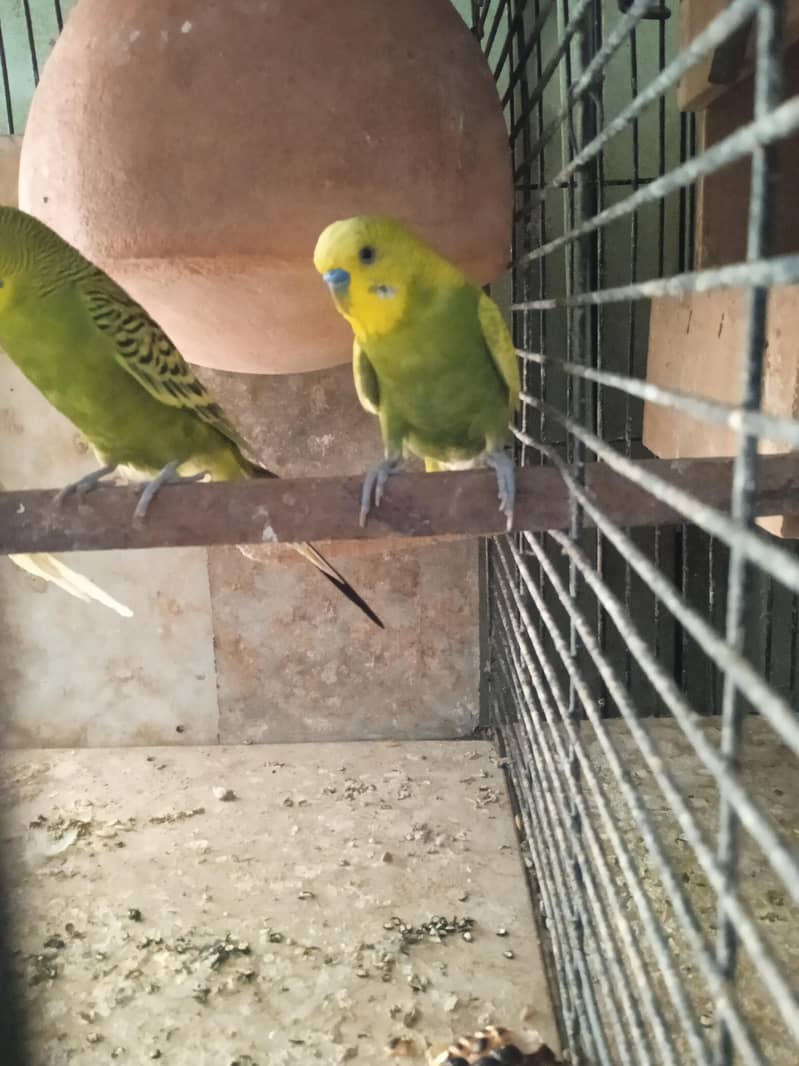breeder pair hai 2