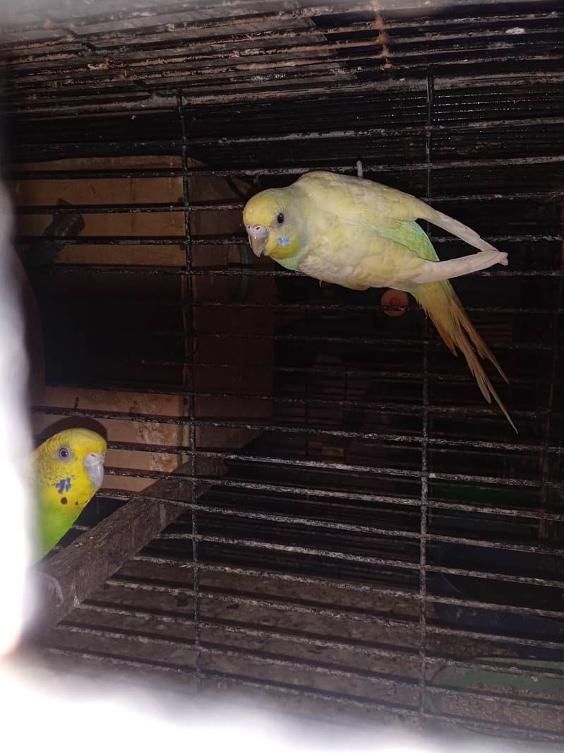 breeder pair hai 3