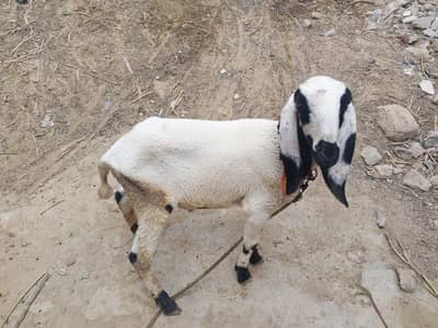 dumba and bakra