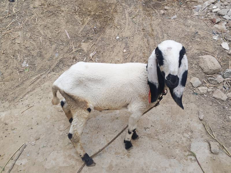 dumba and bakra 0