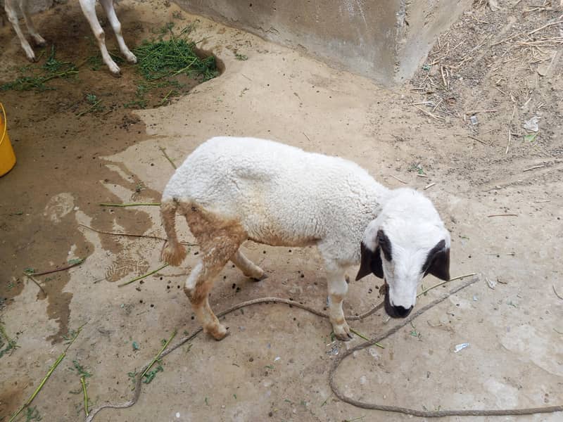 dumba and bakra 1