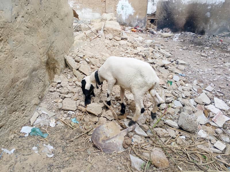 dumba and bakra 2