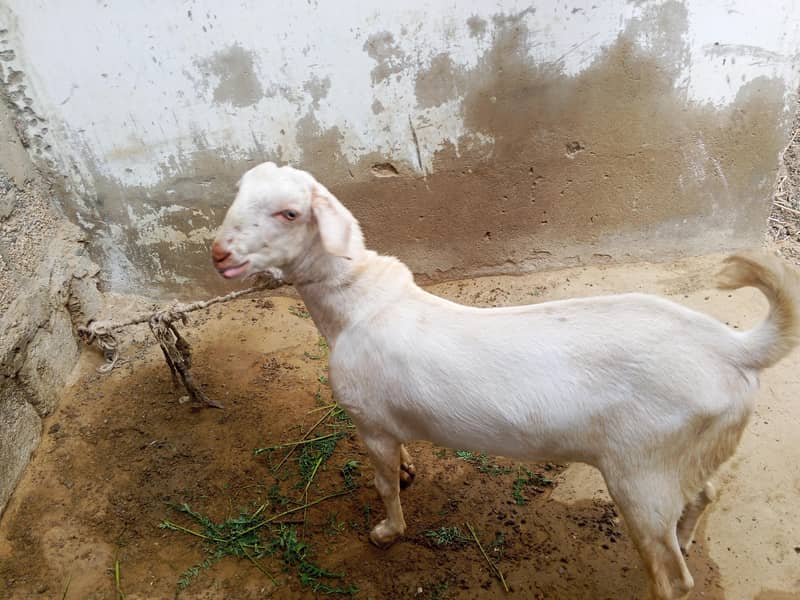 dumba and bakra 3