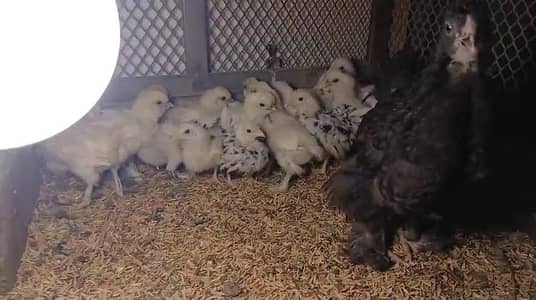 White silky Japanese bantam buff brahma wyyantotte light Sussex chicks