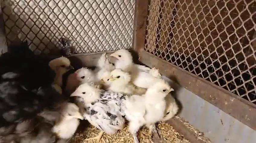 White silky Japanese bantam buff brahma wyyantotte light Sussex chicks — photo 2