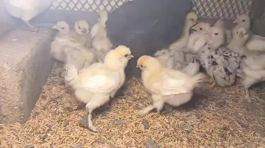 White silky Japanese bantam buff brahma wyyantotte light Sussex chicks — photo 3