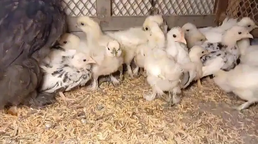 White silky Japanese bantam buff brahma wyyantotte light Sussex chicks — photo 4