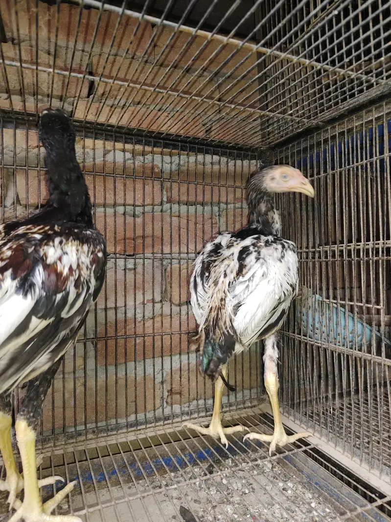 ghr ke ha — photo 2