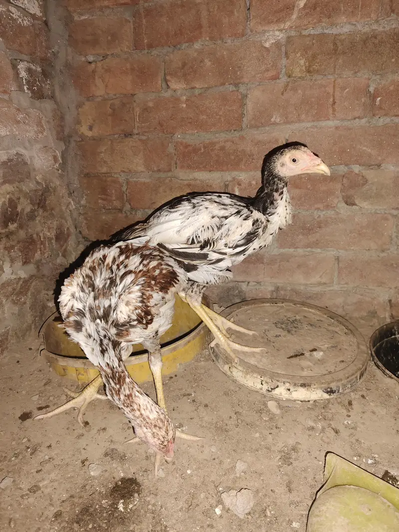 ghr ke ha — photo 5