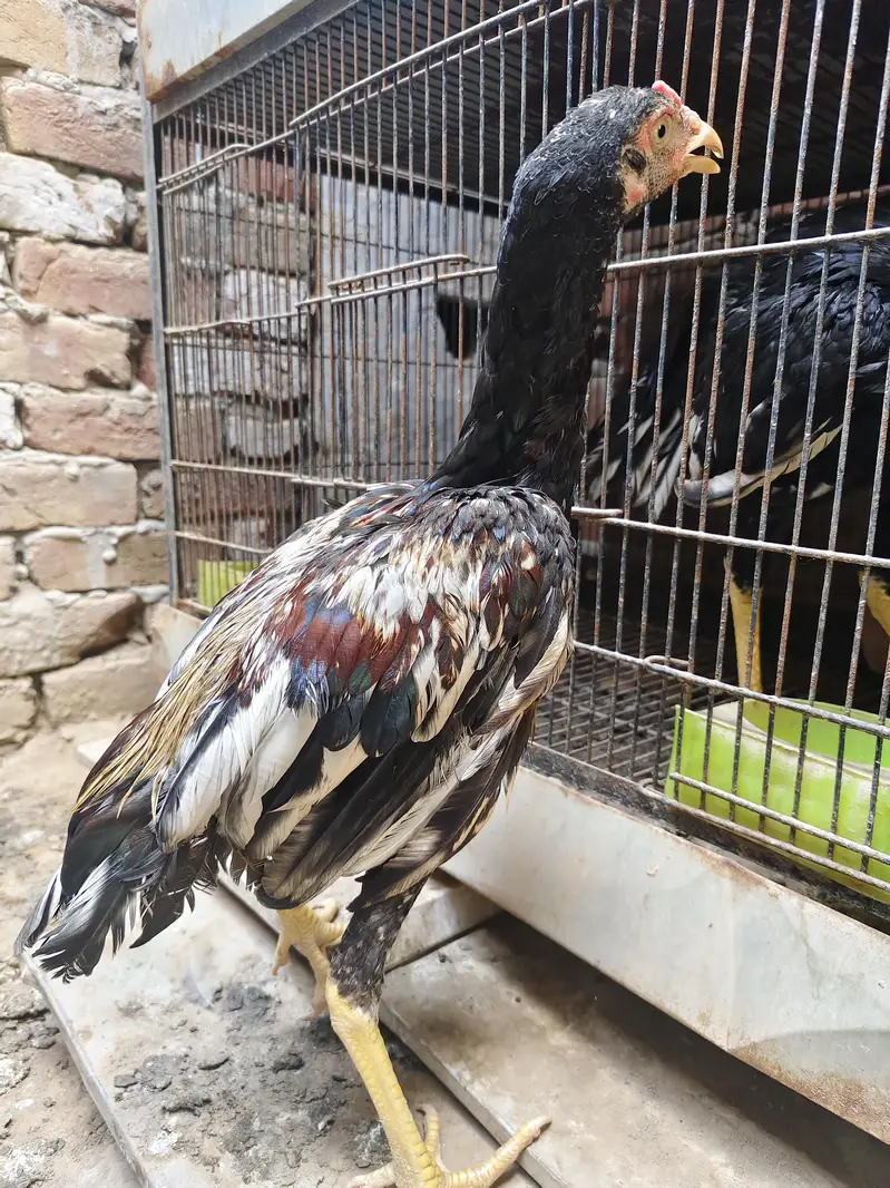 ghr ke ha — photo 8