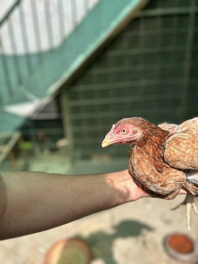 thai hen
