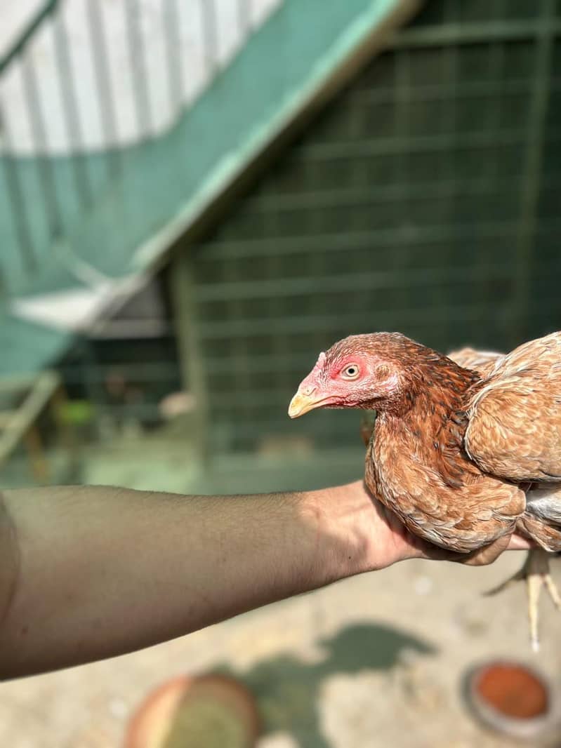 thai hen 0