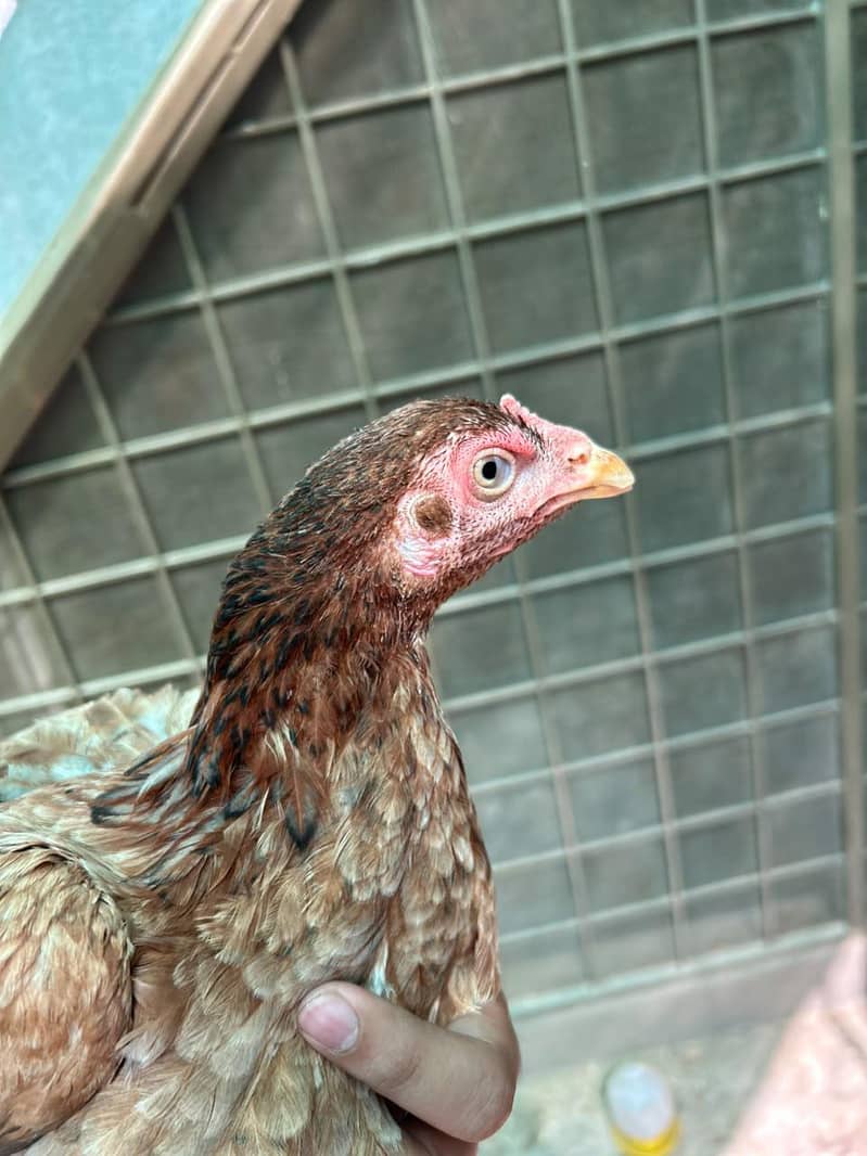 thai hen 1