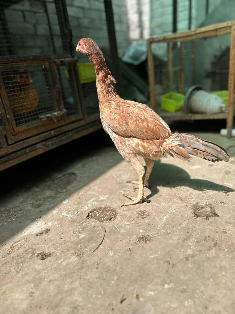 thai hen 3