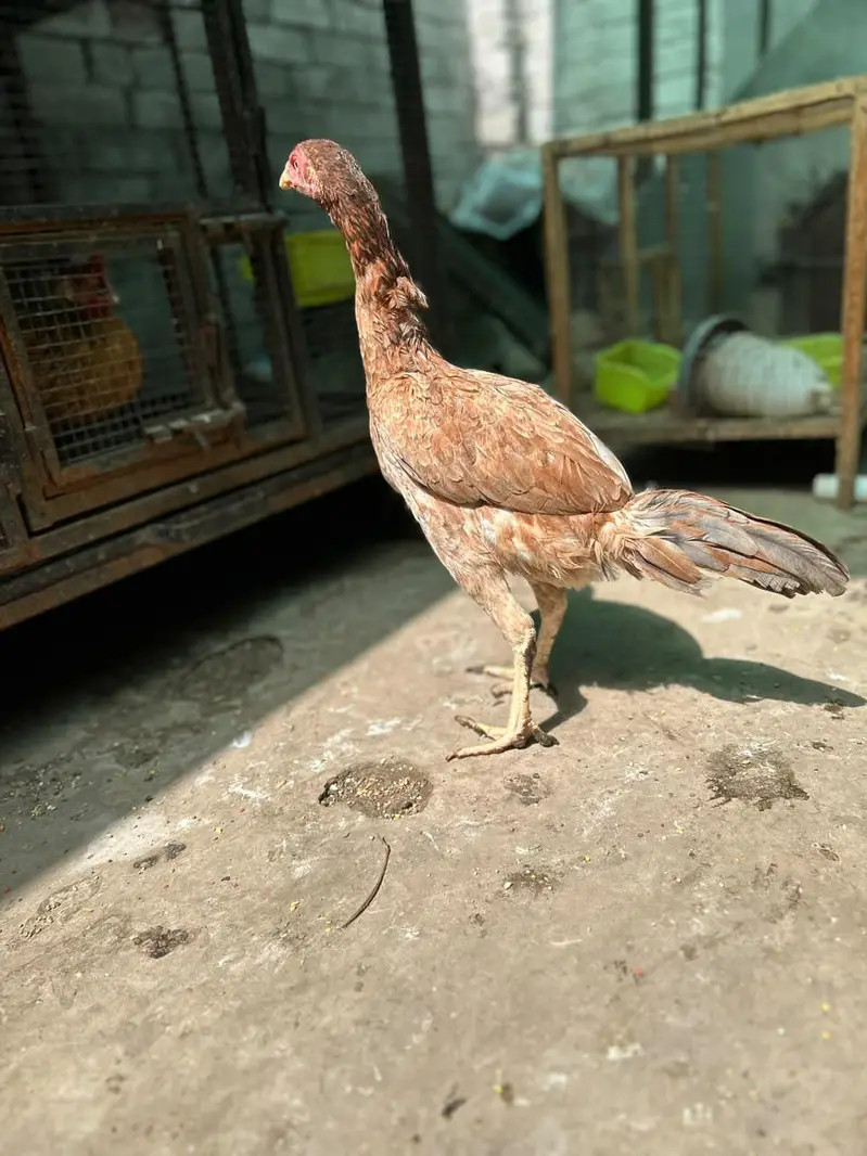 thai hen — photo 4