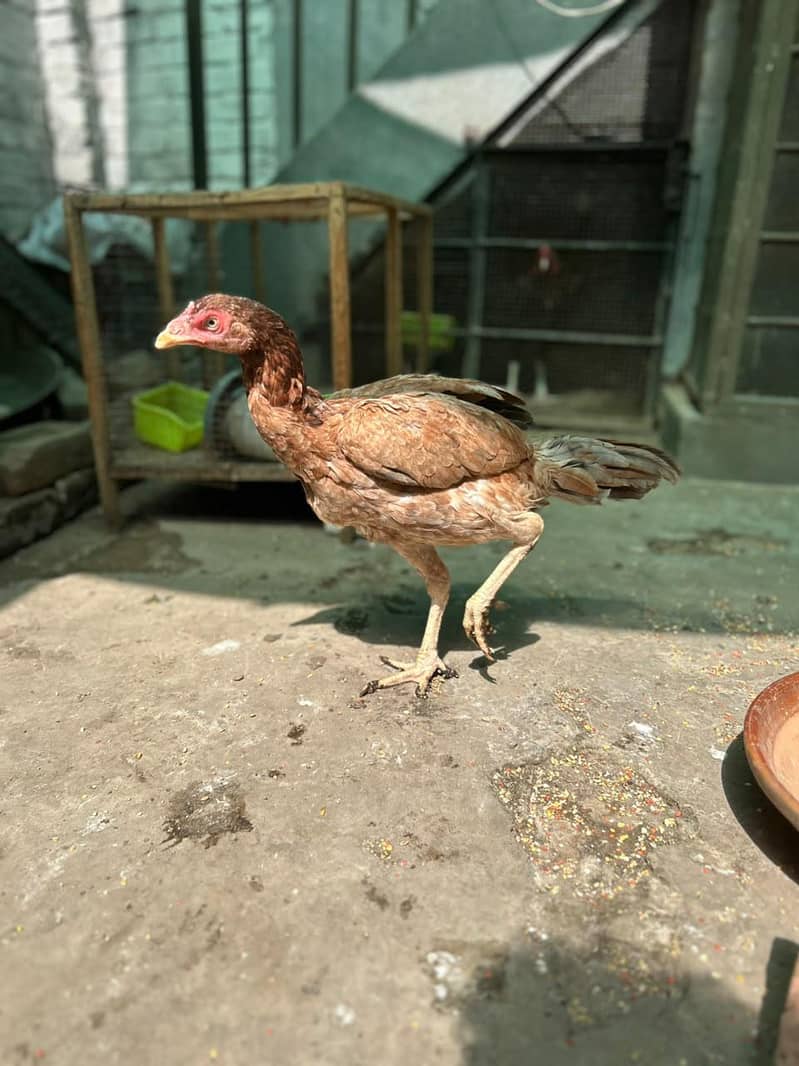 thai hen 4