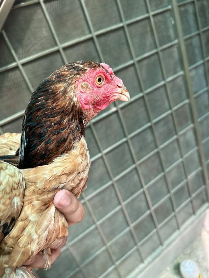thai hen 5