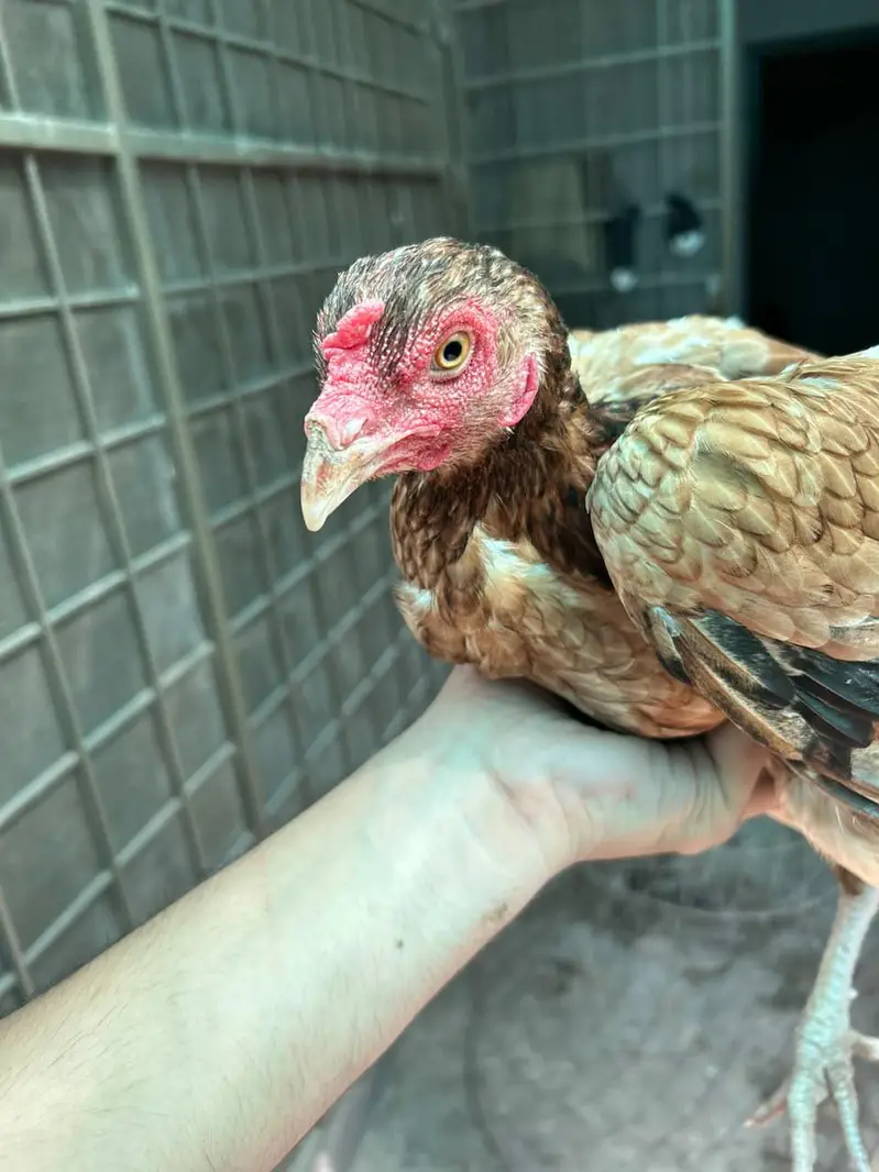 thai hen — photo 7