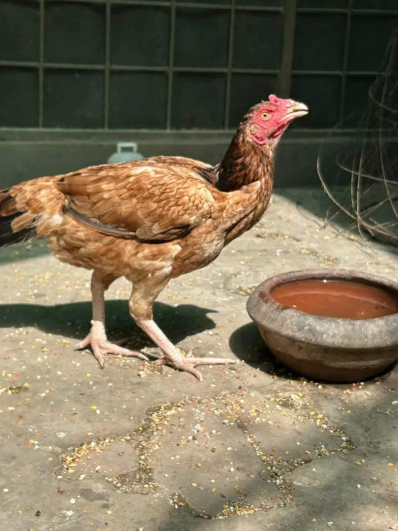 thai hen — photo 8