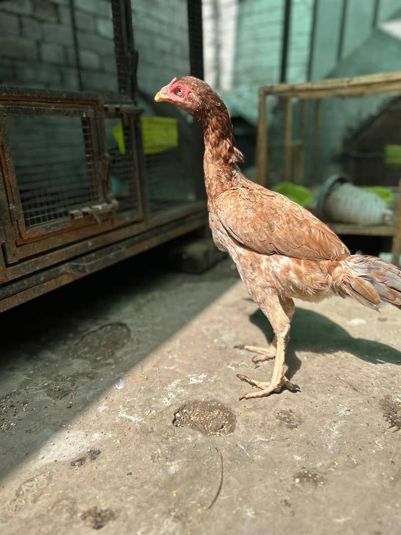 thai hen 8