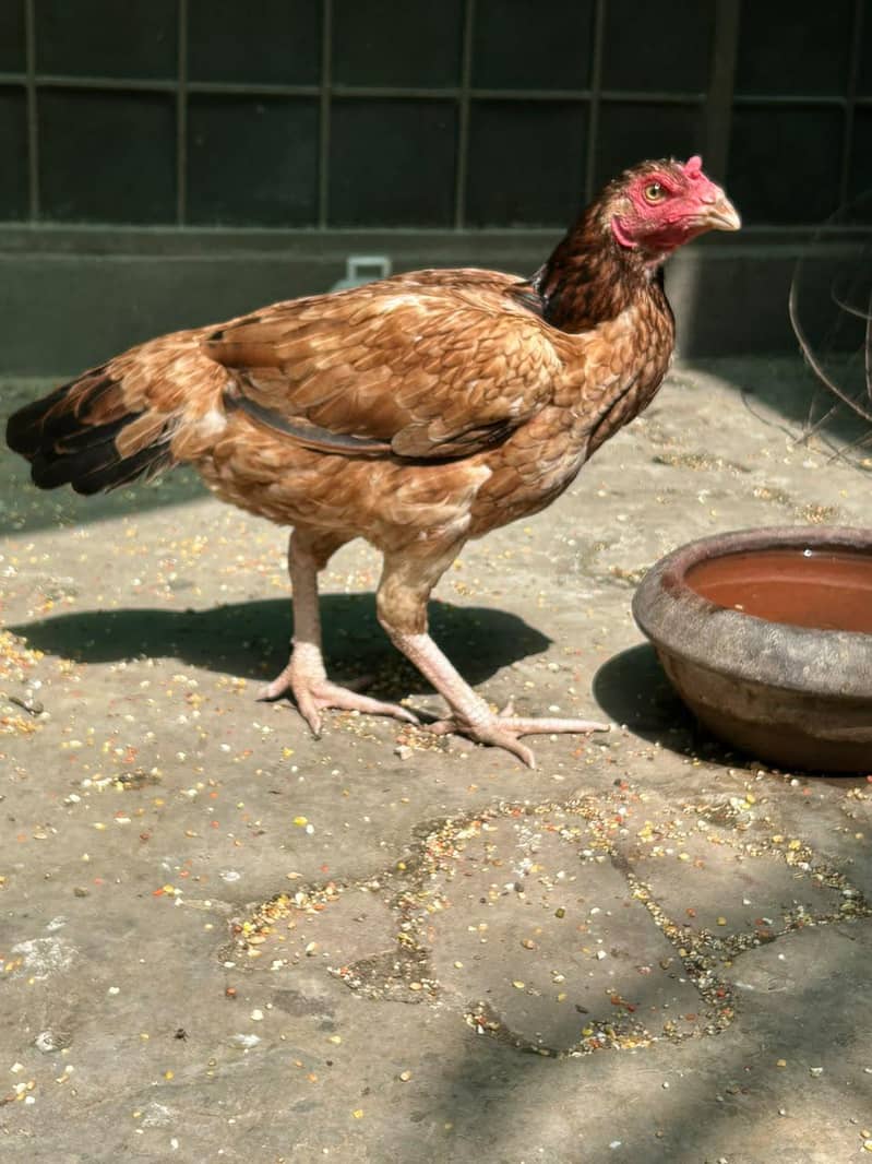 thai hen 9