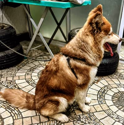Huski dogs