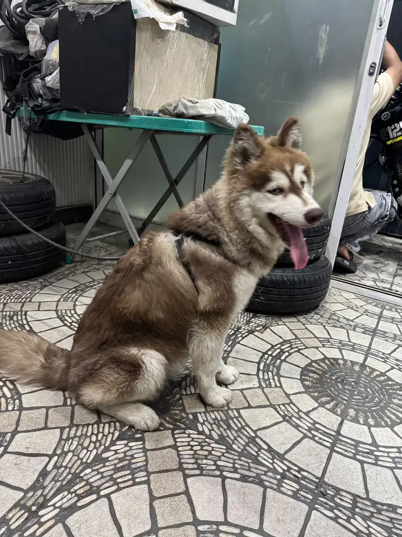 Huski dogs — photo 2