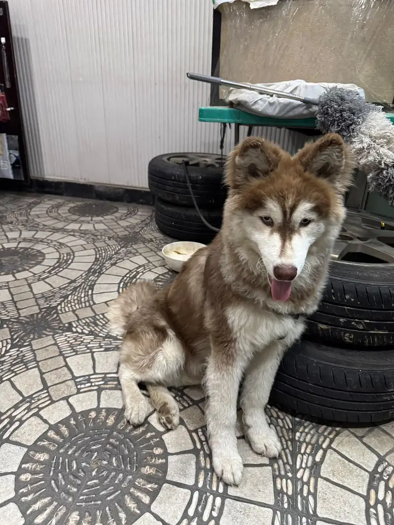 Huski dogs — photo 3