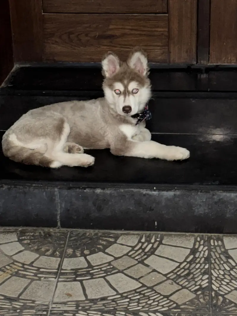 Huski dogs — photo 4