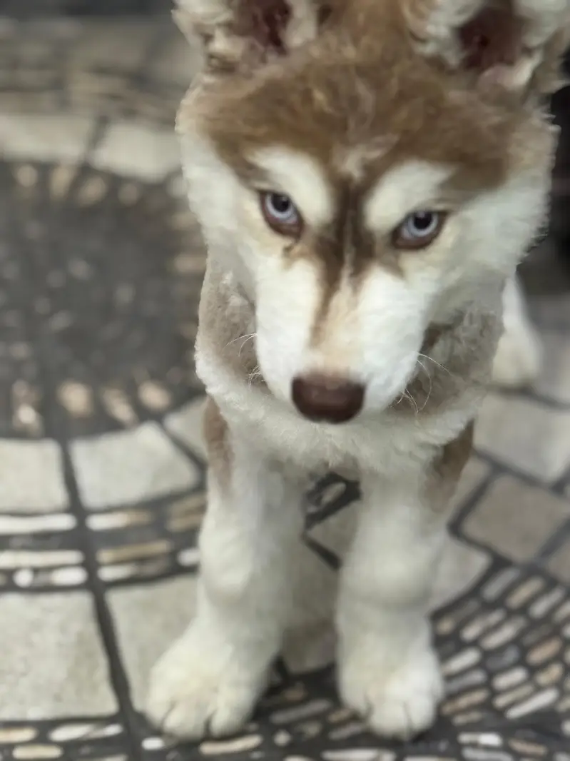 Huski dogs — photo 5