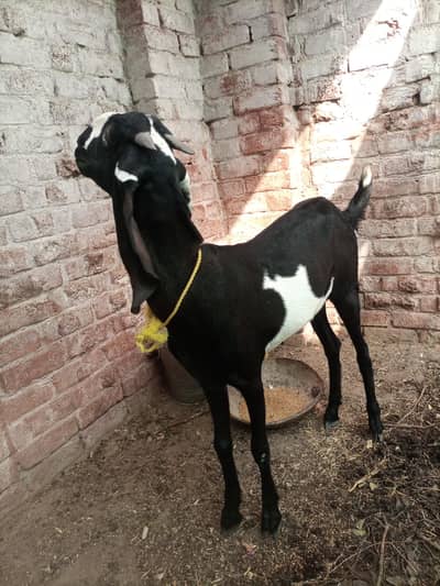Beetal or desi ghulabi goat