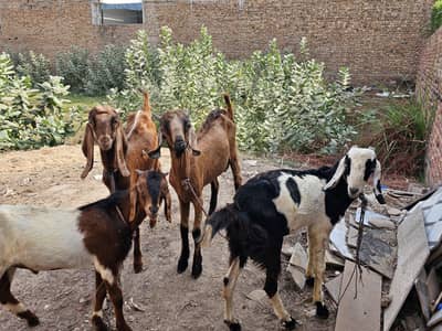4 male goats age 7 months for sale