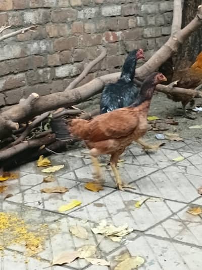 [aseel murgha pair] our  [2 Egg wali hai . ]