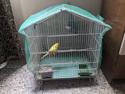 folding cage with pair
