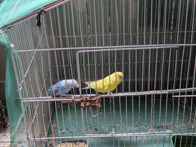 folding cage with pair 1
