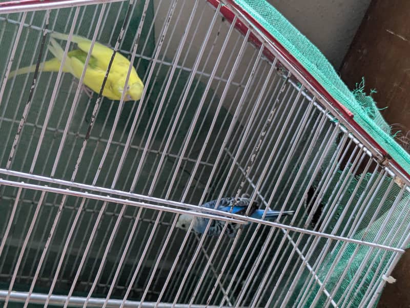 folding cage with pair 2