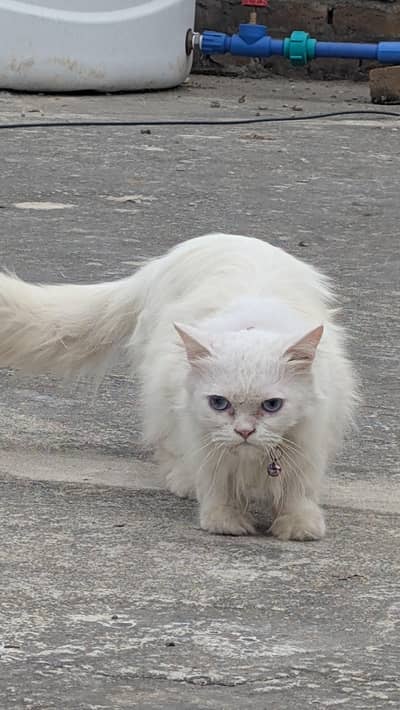 Female persian cat blue eyes double coat