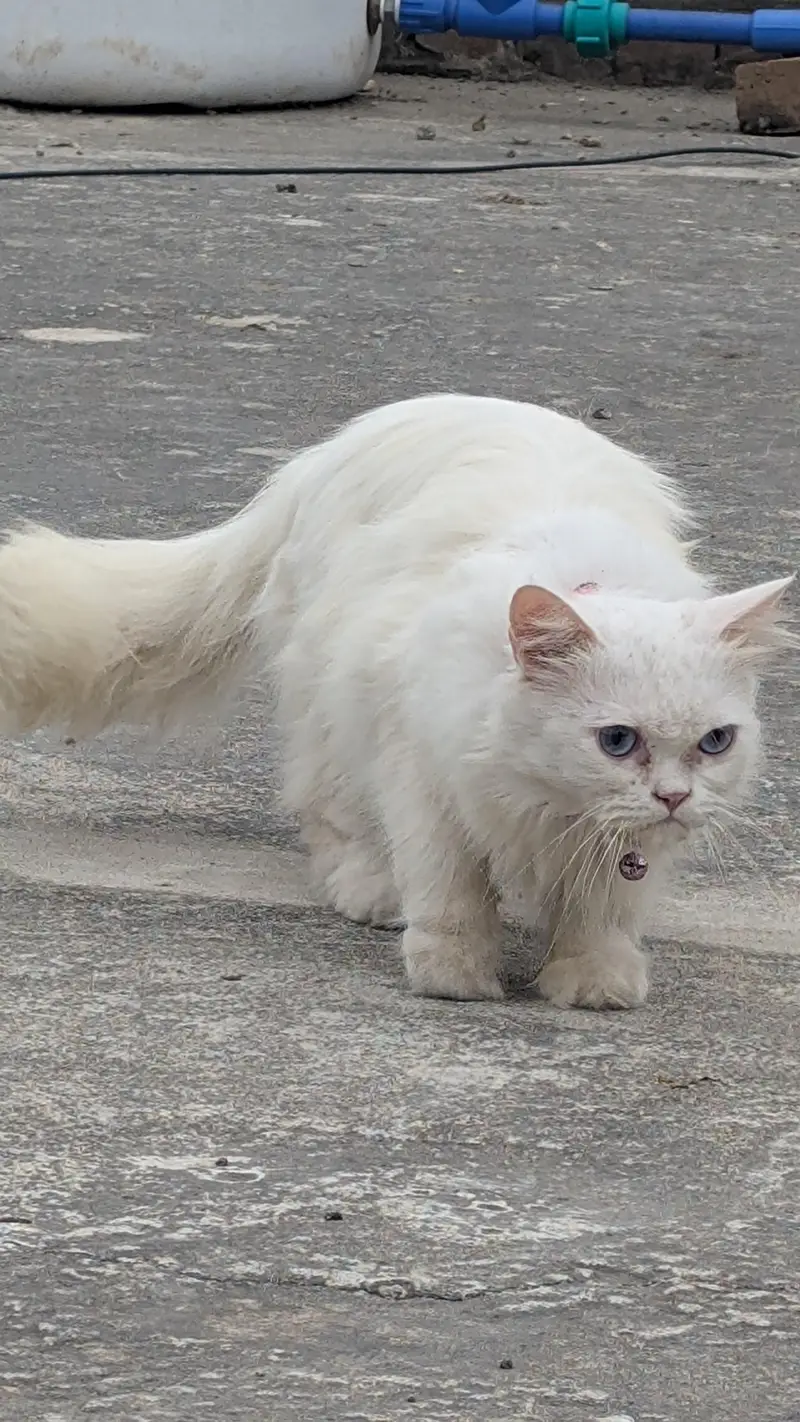 Female persian cat blue eyes double coat — photo 2