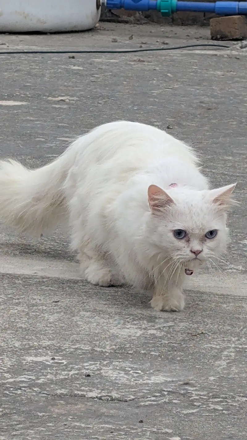 Female persian cat blue eyes double coat — photo 3