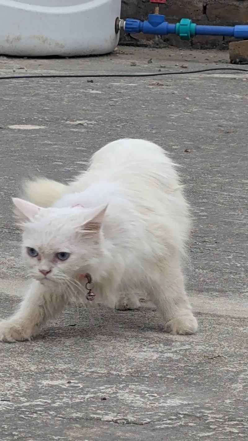 Female persian cat blue eyes double coat — photo 4