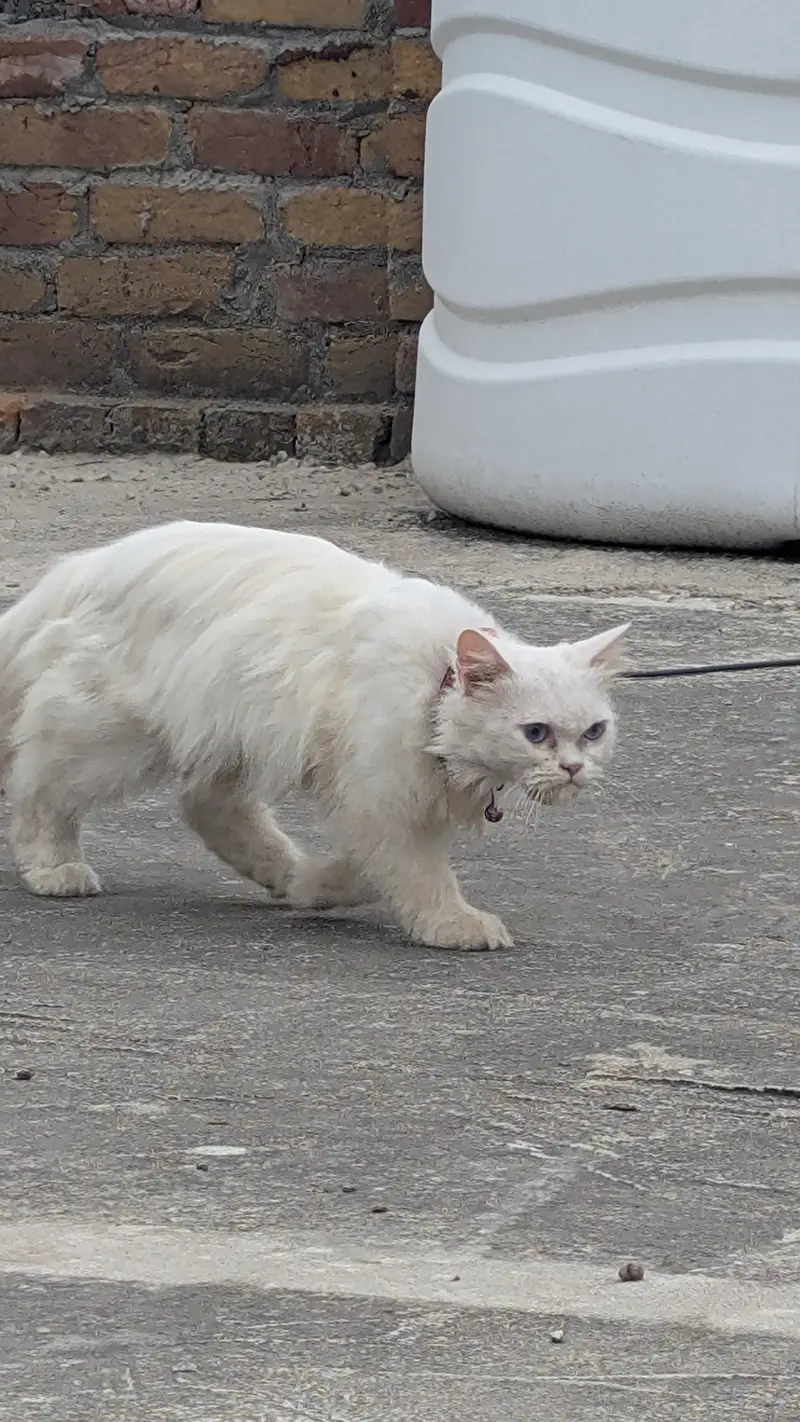 Female persian cat blue eyes double coat — photo 5